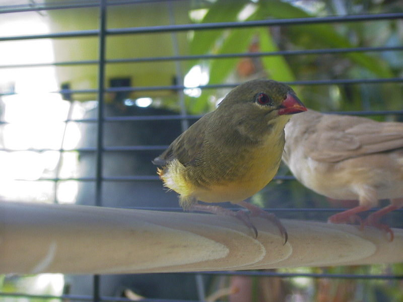 Zebra Waxbill (Amandava subflava) - Wiki; DISPLAY FULL IMAGE.