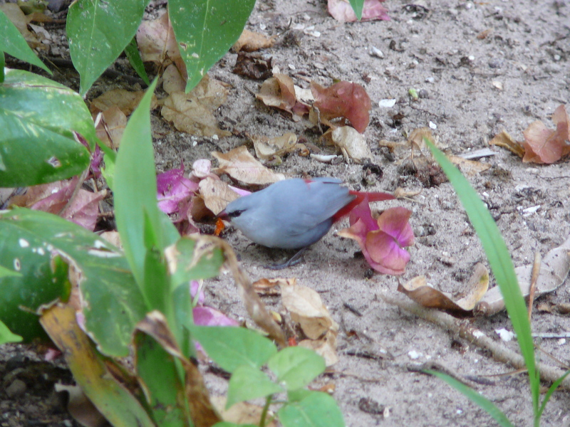 Lavender Waxbill (Estrilda caerulescens) - Wiki; DISPLAY FULL IMAGE.