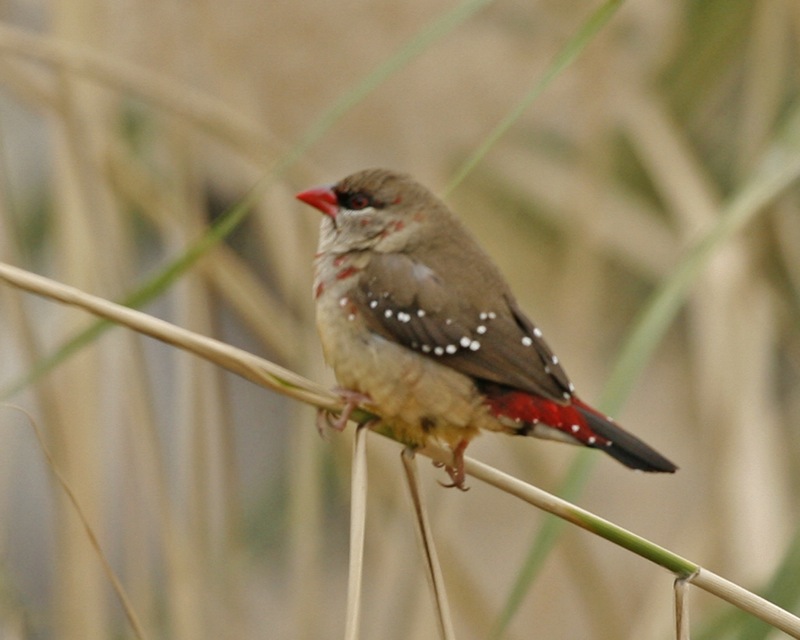 Red Munia, Amandava amandava - immature male; DISPLAY FULL IMAGE.