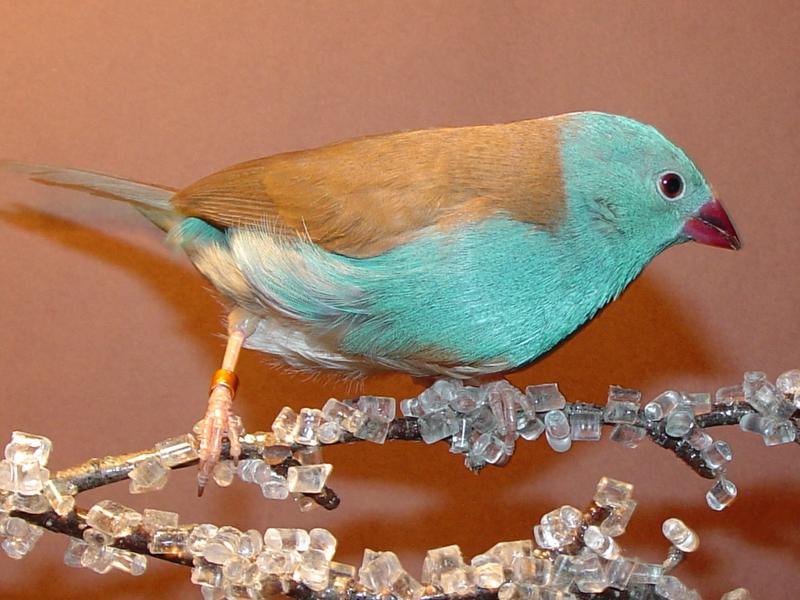 Blue-capped Cordon-bleu (Uraeginthus cyanocephalus) - Wiki; DISPLAY FULL IMAGE.
