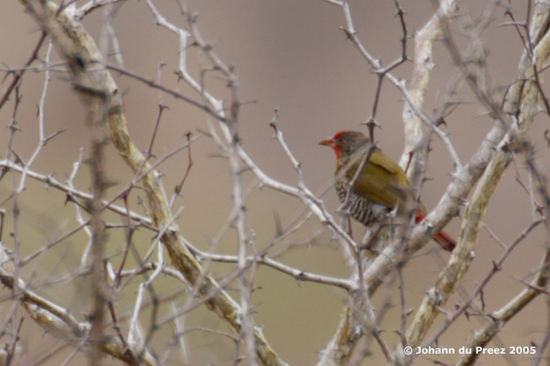 Green-winged Pytilia (Melba Finch); DISPLAY FULL IMAGE.