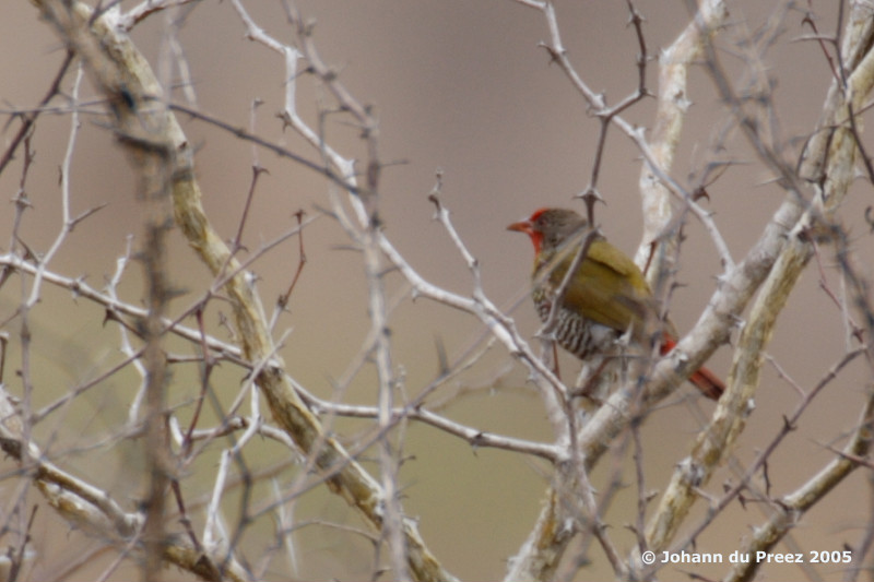 Green-winged Pytilia (Melba Finch); DISPLAY FULL IMAGE.