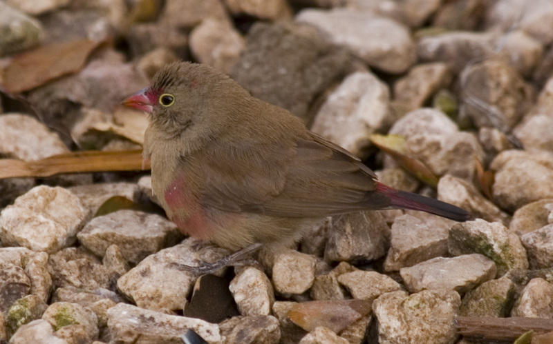 Firefinch (Genus: Lagonosticta) - Wiki; DISPLAY FULL IMAGE.