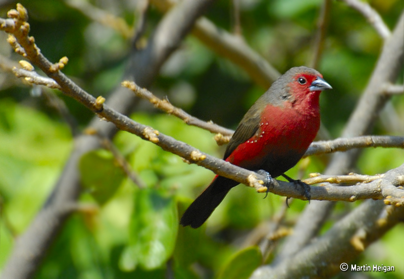 African Firefinch (Lagonosticta rubricata) - Wiki; DISPLAY FULL IMAGE.