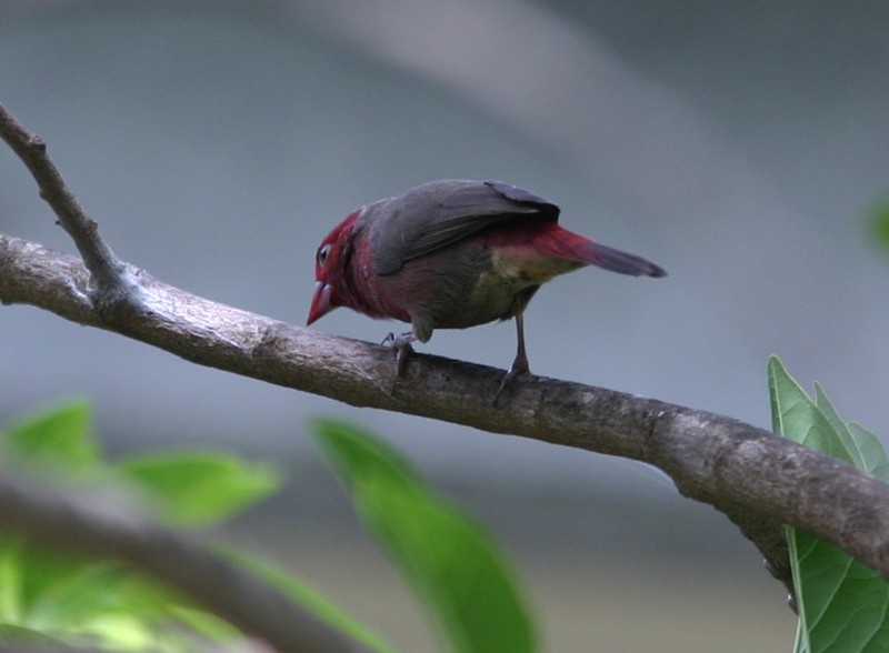 Bar-breasted Firefinch (Lagonosticta rufopicta) - Wiki; DISPLAY FULL IMAGE.