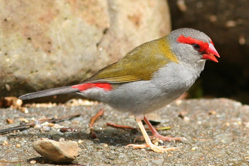 Red-browed Finch (Neochmia temporalis) - Wiki; DISPLAY FULL IMAGE.