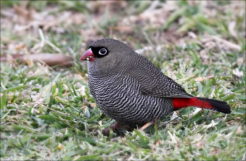 Beautiful Firetail (Stagonopleura bella) - Wiki; DISPLAY FULL IMAGE.