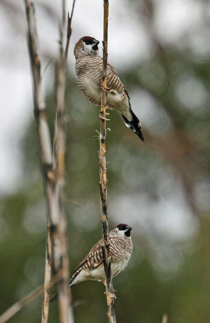 Plum-headed Finch (Neochmia modesta) - Wiki; DISPLAY FULL IMAGE.