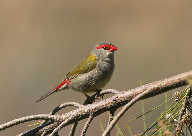 Red-browed Finch (Neochmia temporalis); DISPLAY FULL IMAGE.