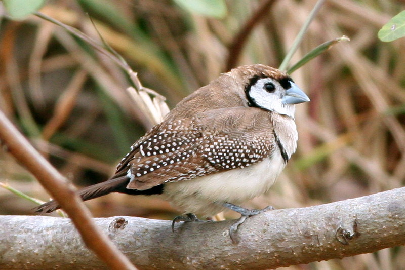 Double-barred Finch (Taeniopygia bichenovii) - Wiki; DISPLAY FULL IMAGE.