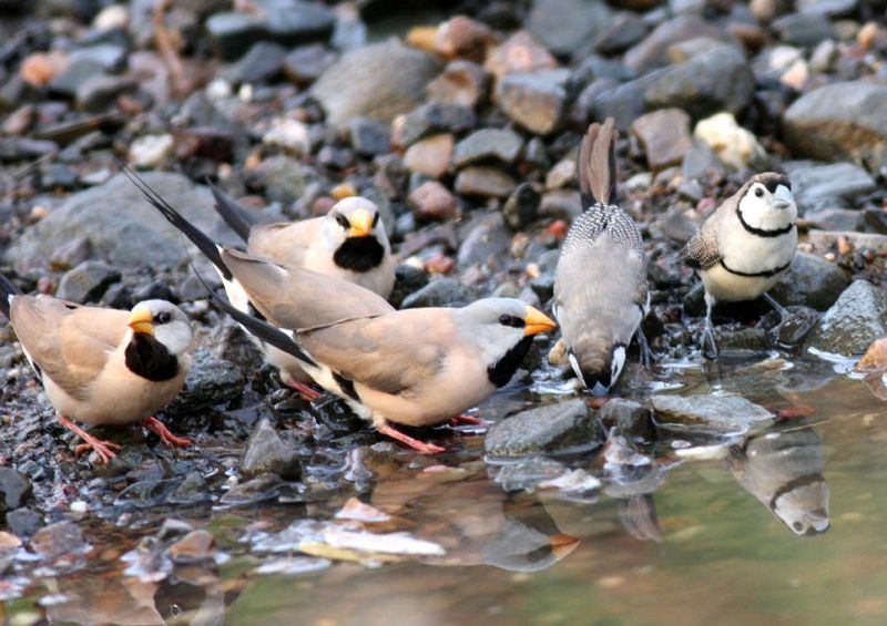 Long-tailed Finch (Poephila acuticauda) - Wiki; DISPLAY FULL IMAGE.