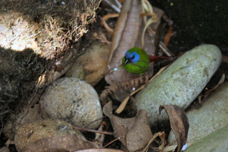 Blue-faced Parrotfinch (Erythrura trichroa) - Wiki; DISPLAY FULL IMAGE.