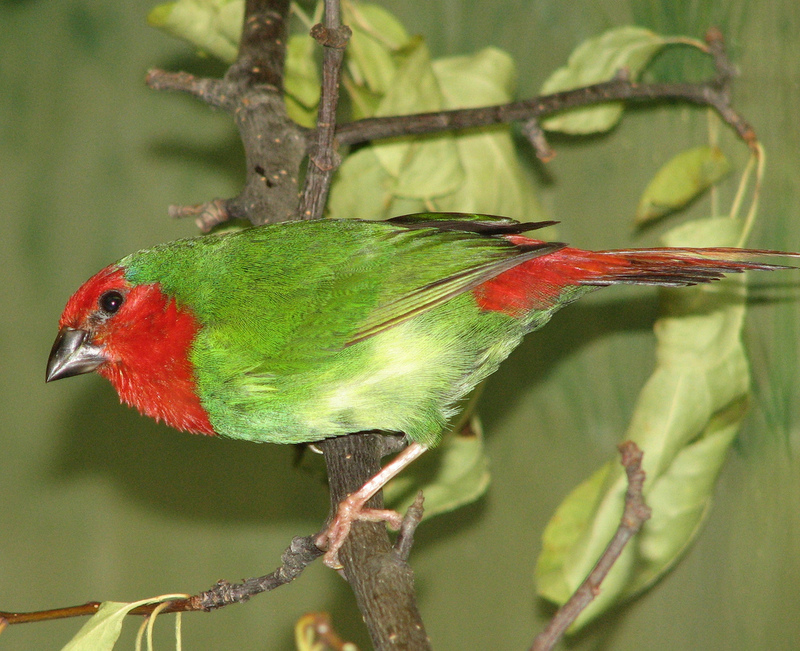 Red-throated Parrotfinch (Erythrura psittacea) - Wiki; DISPLAY FULL IMAGE.