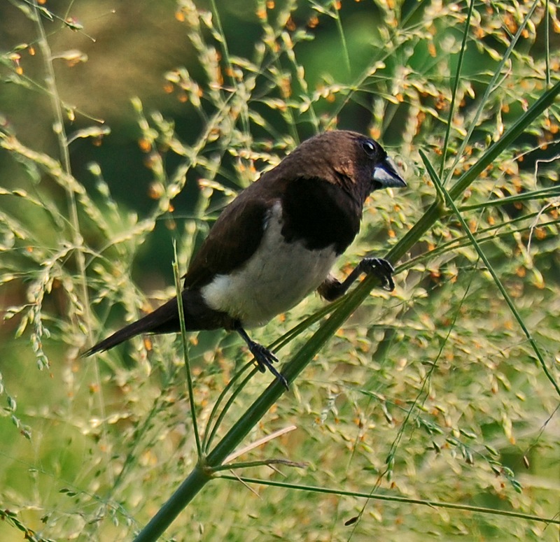 Javan Munia (Lonchura leucogastroides) - Wiki; DISPLAY FULL IMAGE.