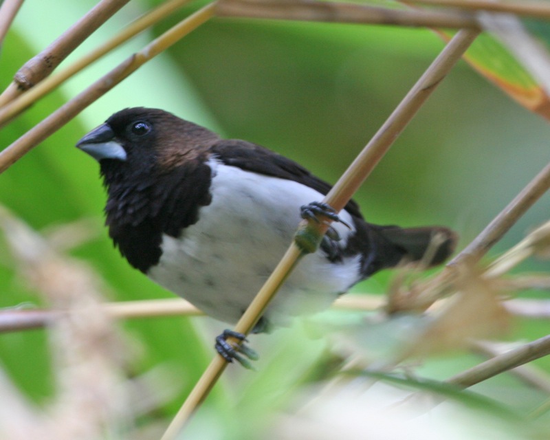 Javan Munia (Lonchura leucogastroides); DISPLAY FULL IMAGE.