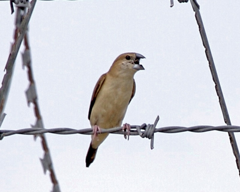 White-throated Munia (Lonchura malabarica); DISPLAY FULL IMAGE.