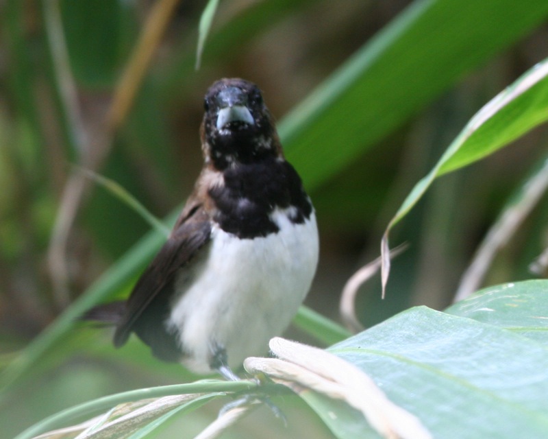Javan Munia (Lonchura leucogastroides); DISPLAY FULL IMAGE.