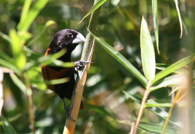 Chestnut Munia (Lonchura atricapilla) - Black-headed Munia; DISPLAY FULL IMAGE.