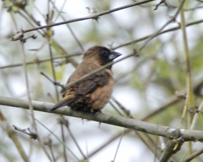 Black-throated Munia (Lonchura kelaarti) - Wiki; DISPLAY FULL IMAGE.