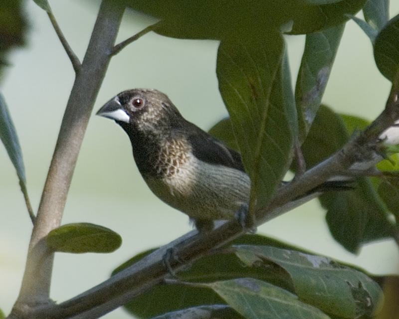 White-rumped Mannikin (Lonchura striata); DISPLAY FULL IMAGE.