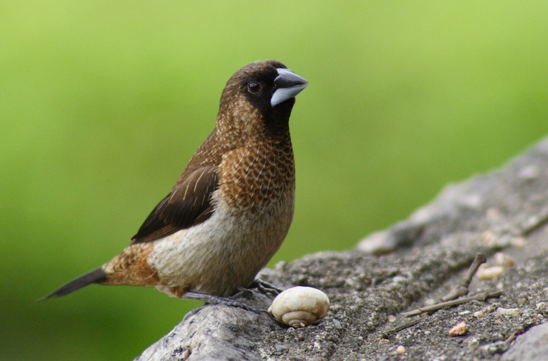 White-rumped Mannikin (Lonchura striata); DISPLAY FULL IMAGE.