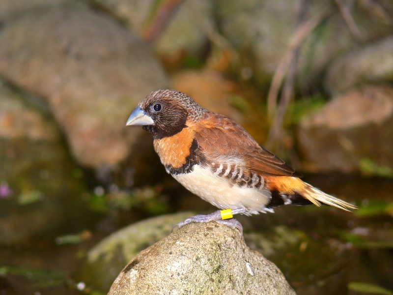 Chestnut-breasted Munia (Lonchura castaneothorax) - Wiki; DISPLAY FULL IMAGE.