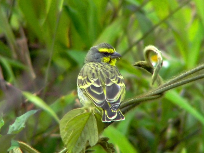 Yellow-fronted Canary (Serinus mozambicus) - Wiki; DISPLAY FULL IMAGE.