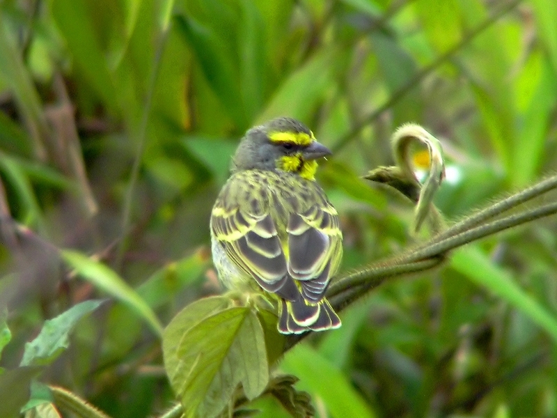 Yellow-fronted Canary (Serinus mozambicus) - Wiki; DISPLAY FULL IMAGE.