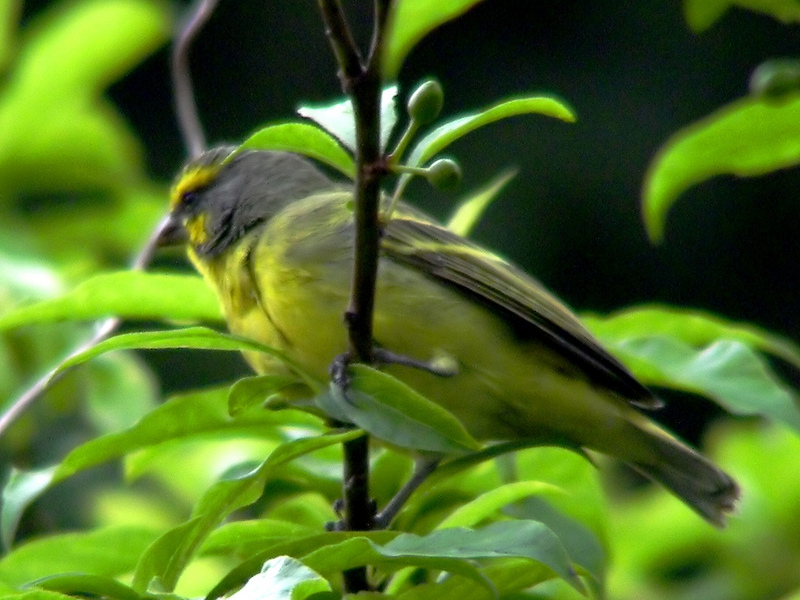 Yellow-fronted Canary (Serinus mozambicus); DISPLAY FULL IMAGE.