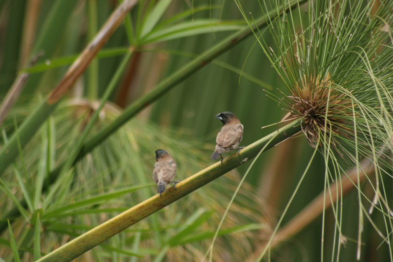 Bronze Mannikin (Lonchura cucullata) - Wiki; DISPLAY FULL IMAGE.