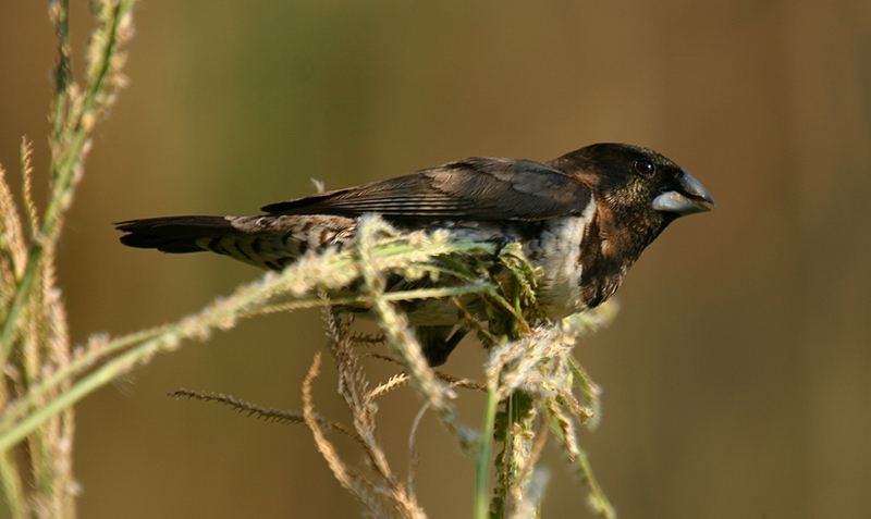 Bronze Mannikin (Lonchura cucullata); DISPLAY FULL IMAGE.