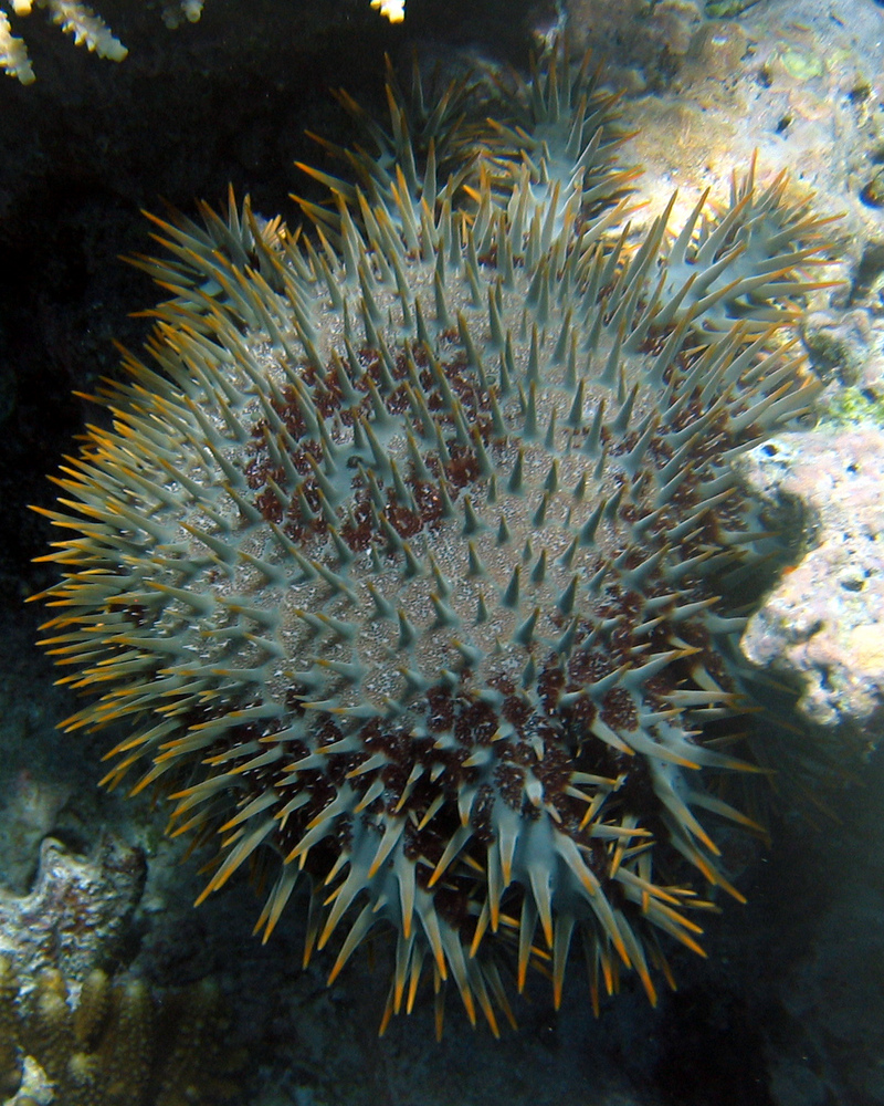 Crown-of-thorns Starfish (Acanthaster planci) - Wiki; DISPLAY FULL IMAGE.