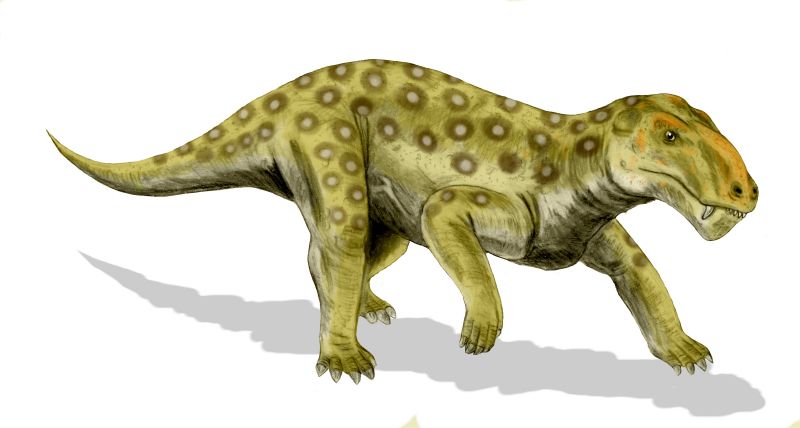 Lycaenops - Wiki; DISPLAY FULL IMAGE.