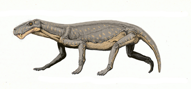 Lycaenops; DISPLAY FULL IMAGE.