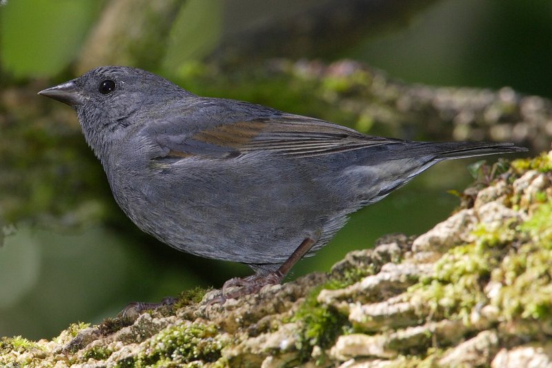 Slaty Finch (Haplospiza rustica); DISPLAY FULL IMAGE.