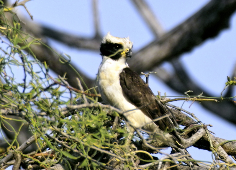 Laughing Falcon (Herpetotheres cachinnans) - Wiki; DISPLAY FULL IMAGE.