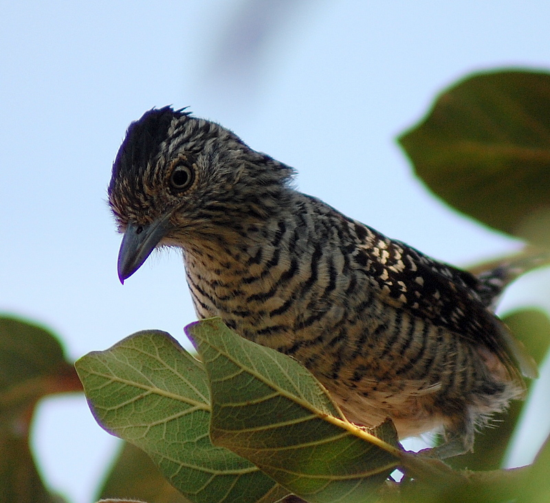 Barred Antshrike (Thamnophilus doliatus) - Wiki; DISPLAY FULL IMAGE.