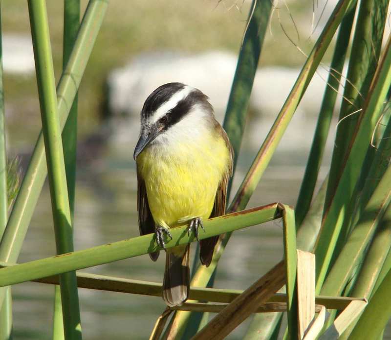 Great Kiskadee (Pitangus sulphuratus); DISPLAY FULL IMAGE.