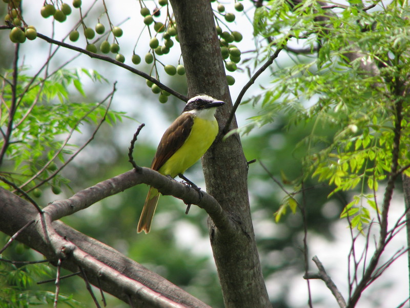 Great Kiskadee (Pitangus sulphuratus); DISPLAY FULL IMAGE.