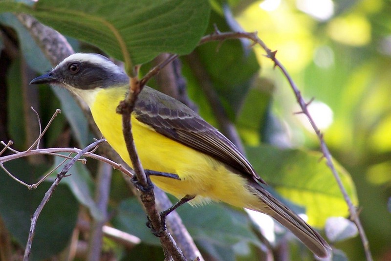 Great Kiskadee (Pitangus sulphuratus); DISPLAY FULL IMAGE.