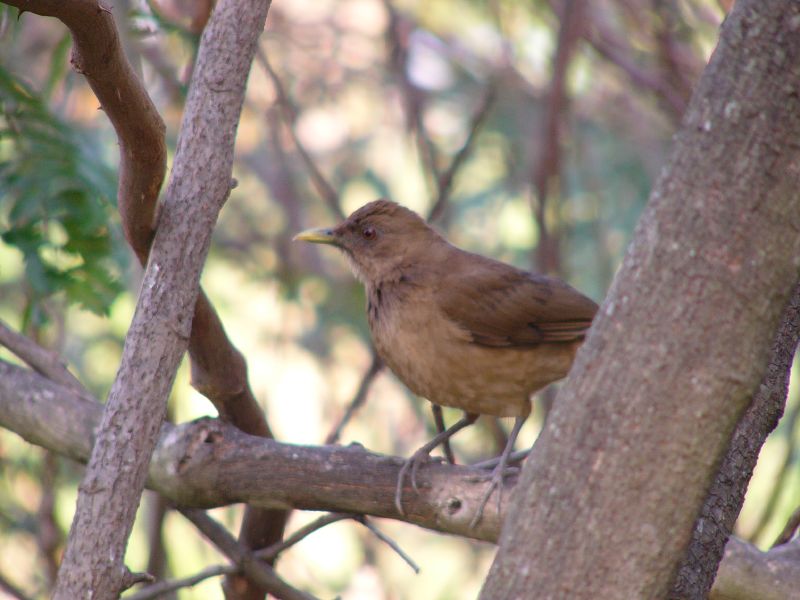 Clay-colored Robin (Turdus grayi); DISPLAY FULL IMAGE.