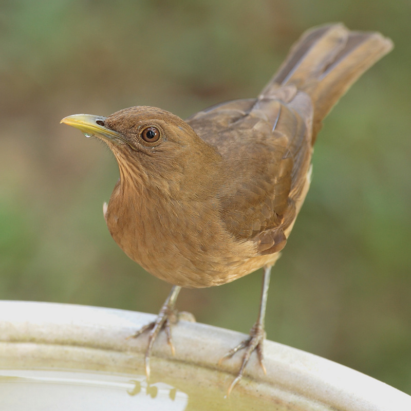 Clay-colored Robin (Turdus grayi) - Wiki; DISPLAY FULL IMAGE.