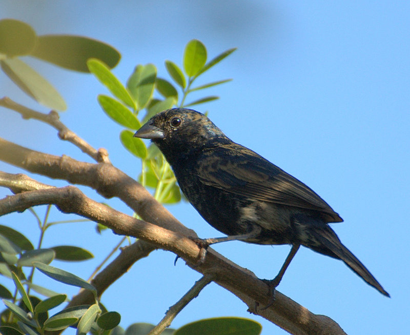 Blue-black Grassquit (Volatinia jacarina) - Wiki; DISPLAY FULL IMAGE.