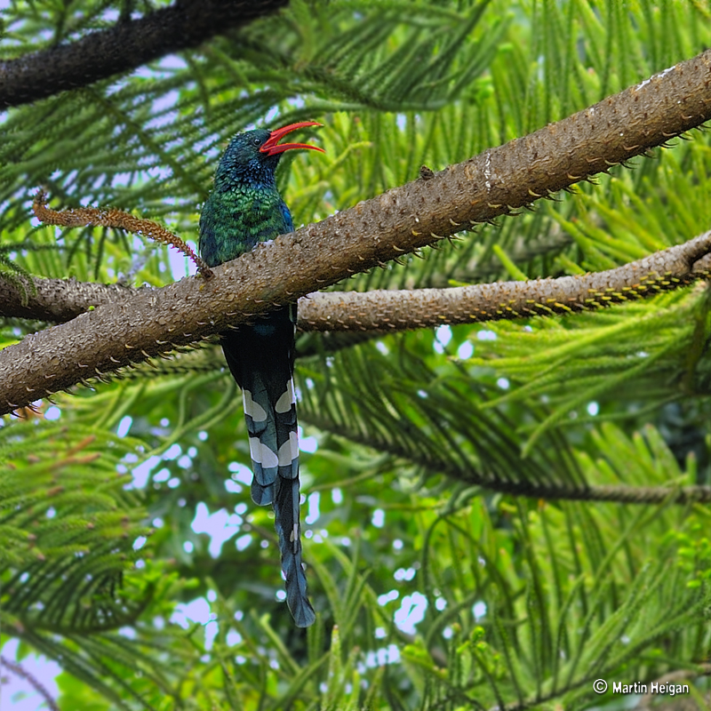 Woodhoopoe (Family: Phoeniculidae) - Wiki; DISPLAY FULL IMAGE.