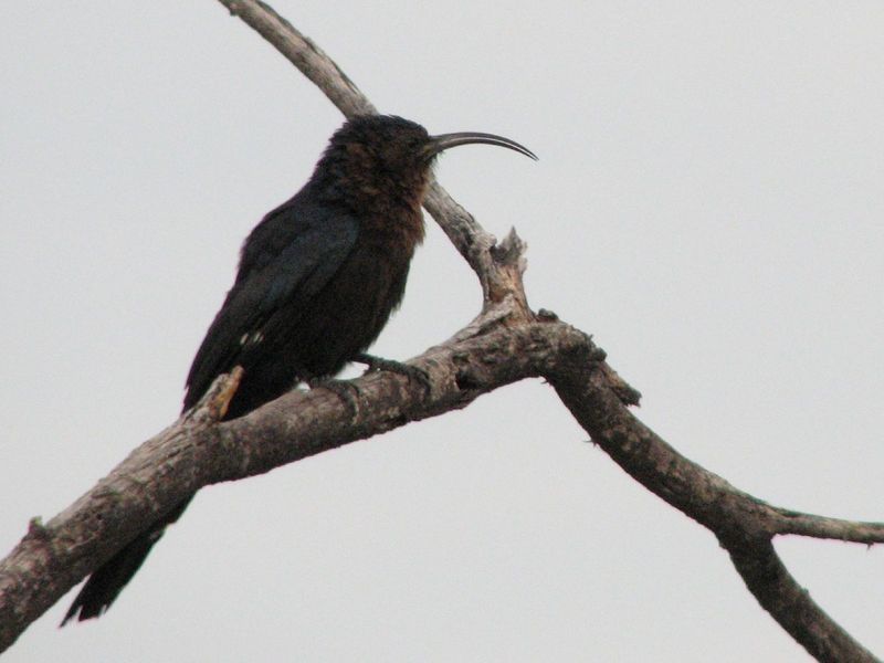 Common Scimitarbill (Rhinopomastus cyanomelas) - Wiki; DISPLAY FULL IMAGE.