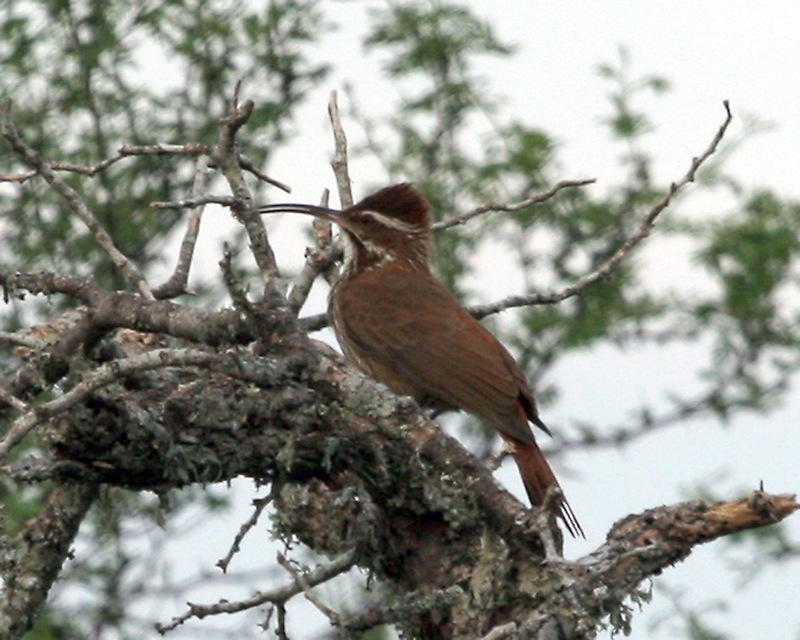 Scimitar-billed Woodcreeper (Drymornis bridgesii) - Wiki; DISPLAY FULL IMAGE.