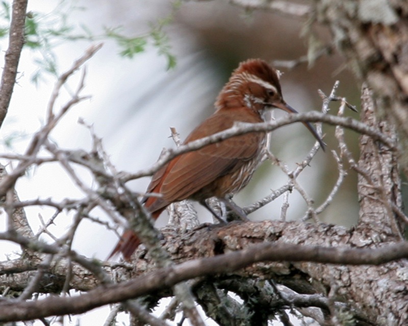Scimitar-billed Woodcreeper, Drymornis bridgesii ; DISPLAY FULL IMAGE.