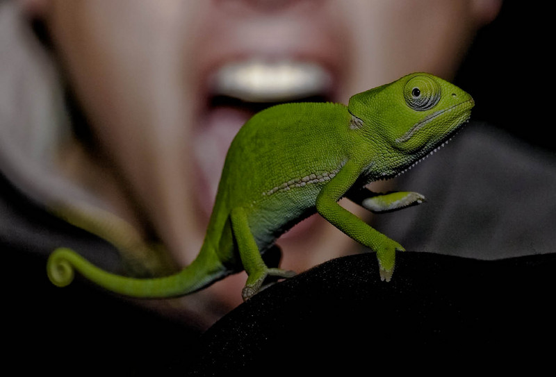 Karoo Dwarf Chameleon (Bradypodion karrooicum) - Wiki; DISPLAY FULL IMAGE.