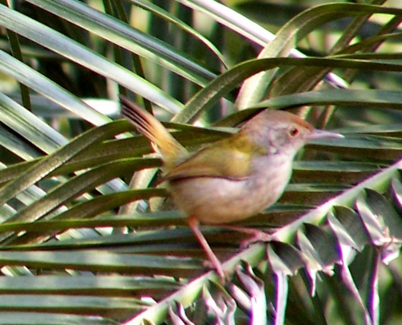 Prinias (Genus: Prinia) - Wiki; DISPLAY FULL IMAGE.