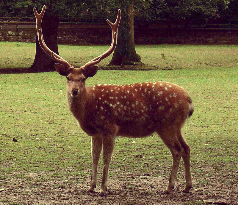 Dybowski's Sika Deer (Cervus nippon hortulorum); DISPLAY FULL IMAGE.